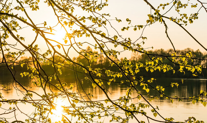 Sunlight through branches on riverbank